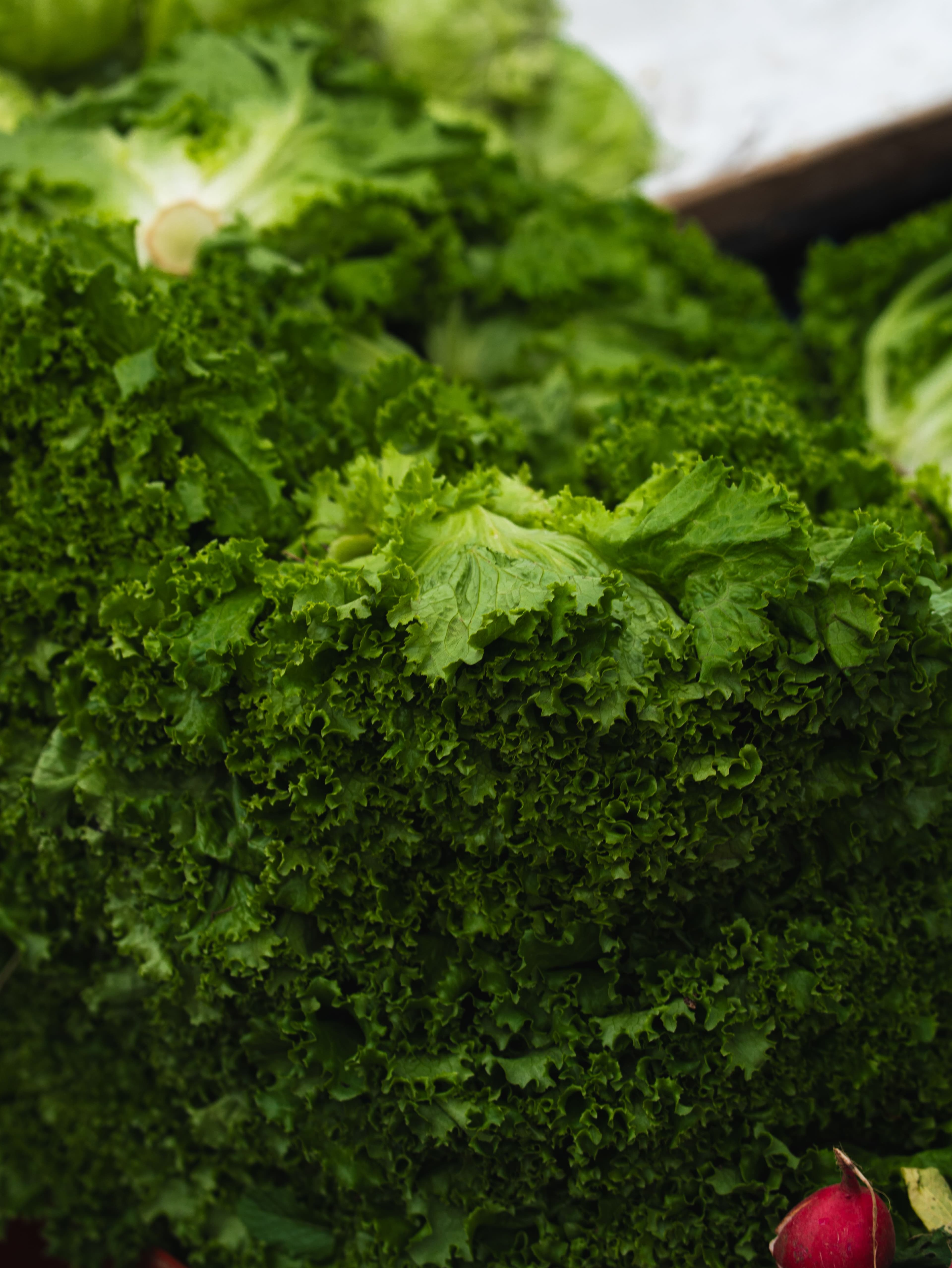 Frisée