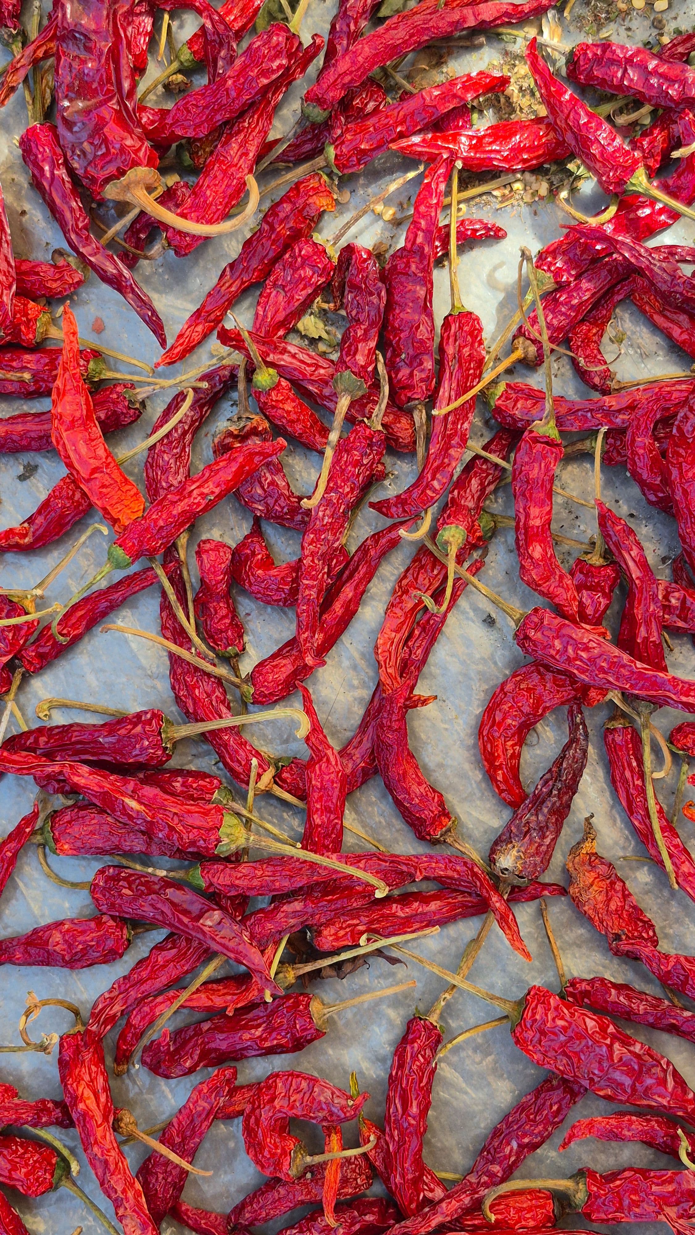 Kashmiri chili