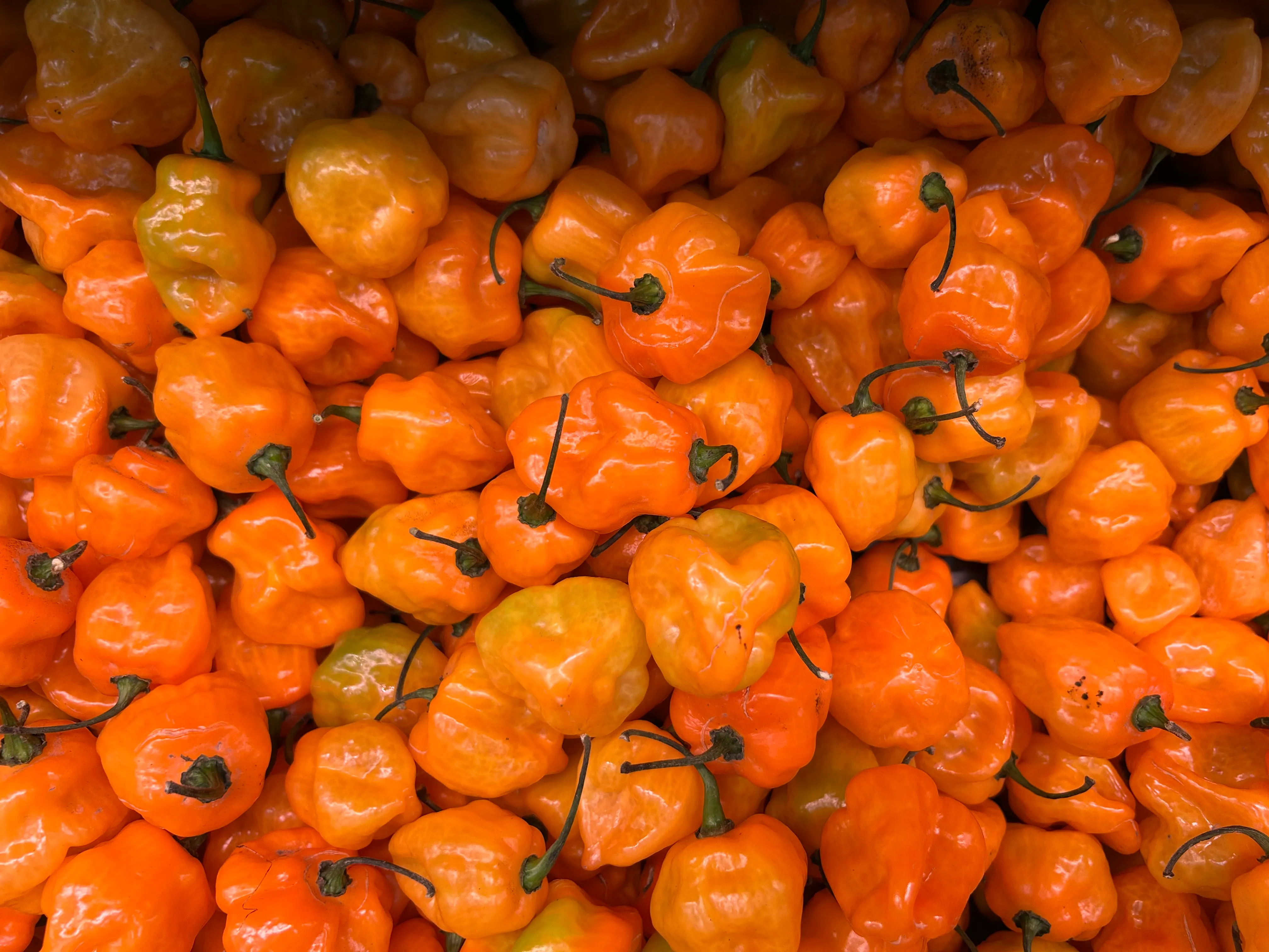 Scotch bonnet