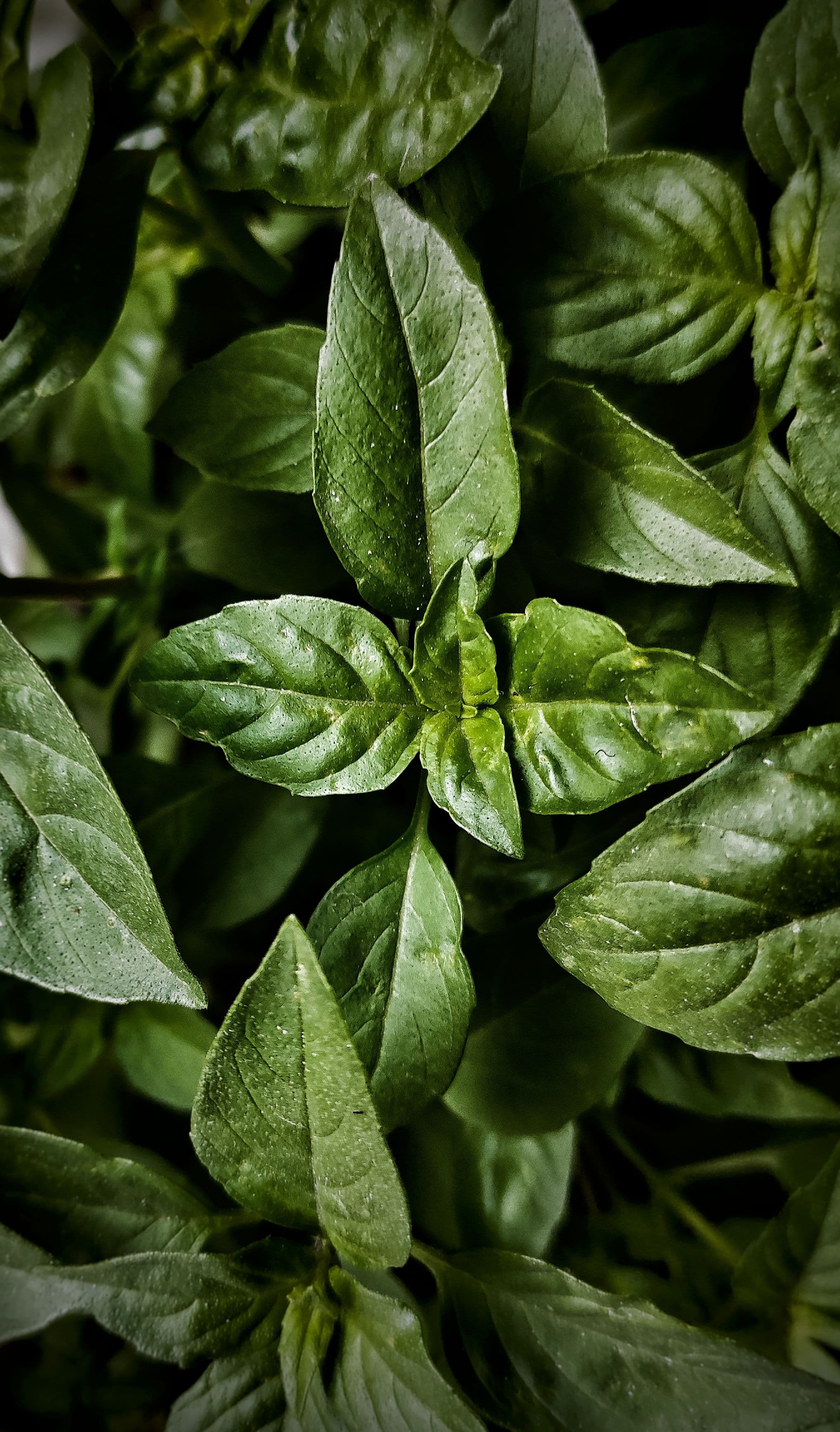 Thai basil