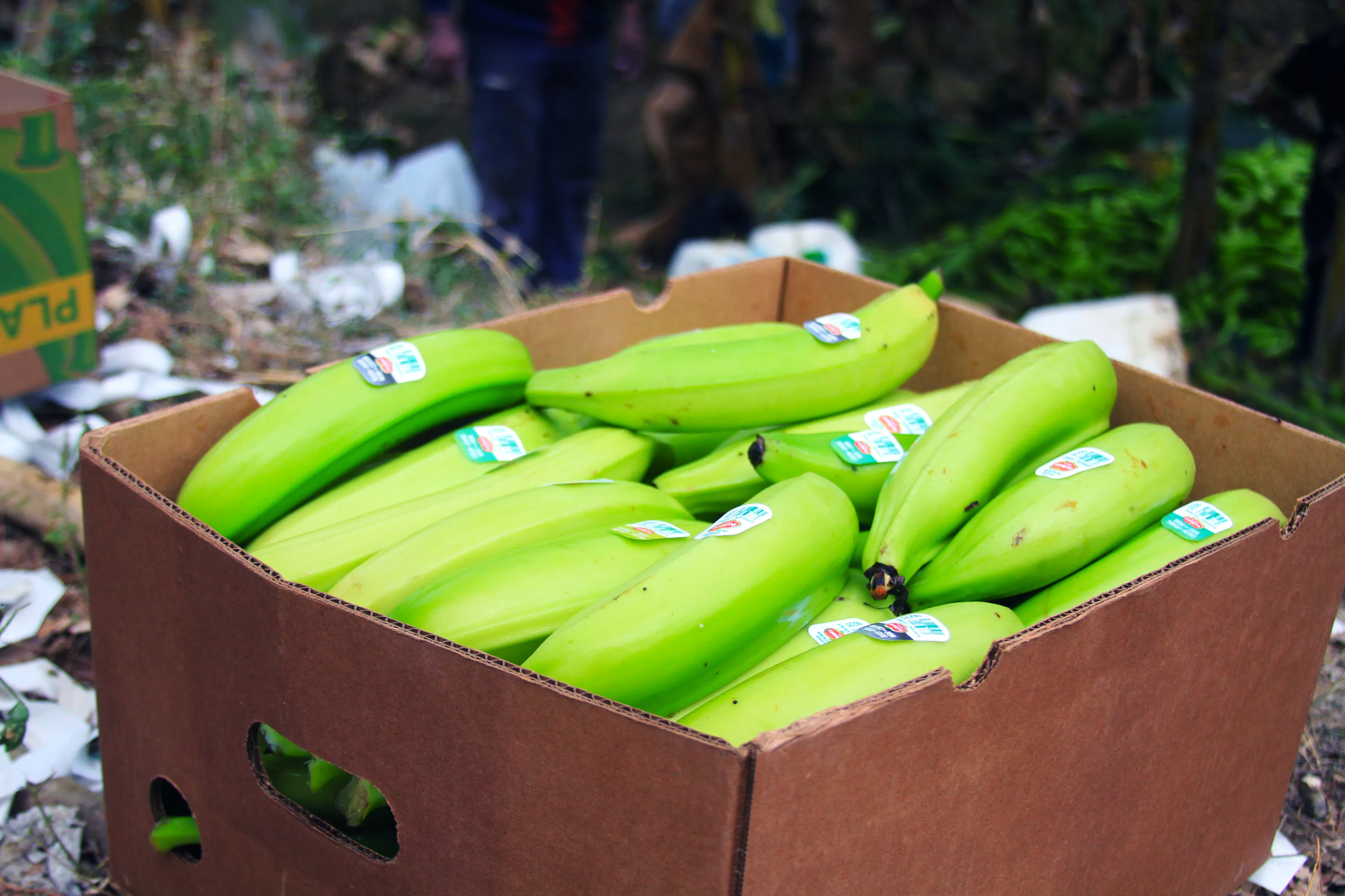 Plantain