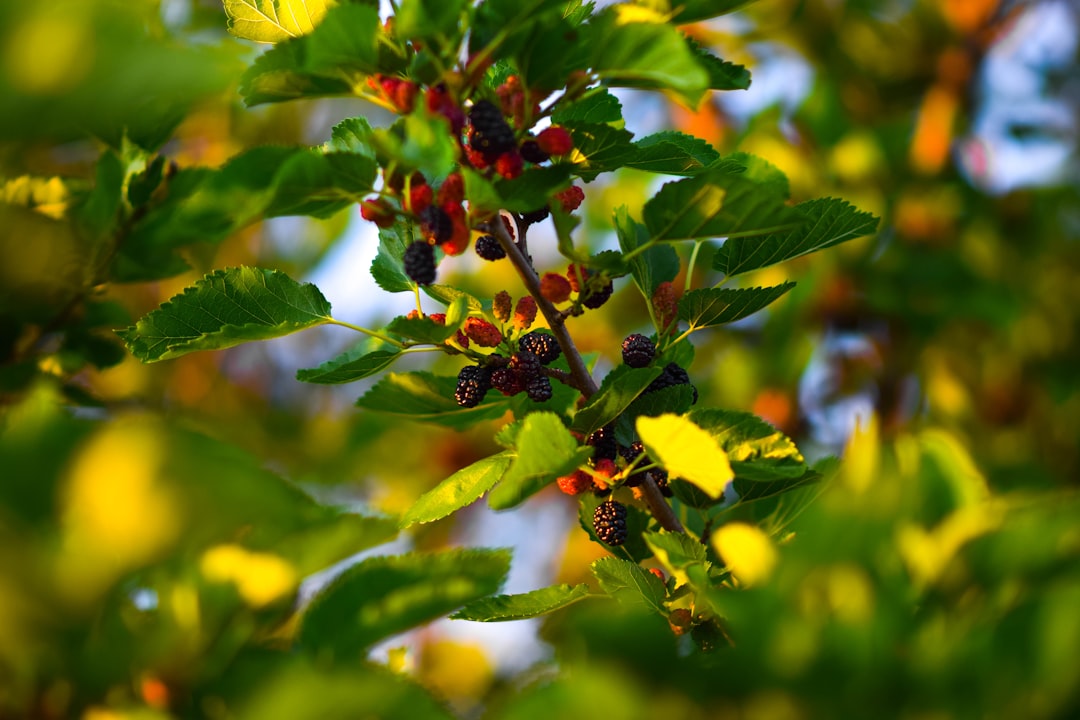 Mulberries