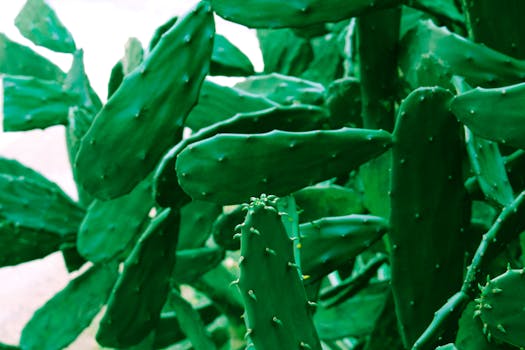 Nopales (cactus)